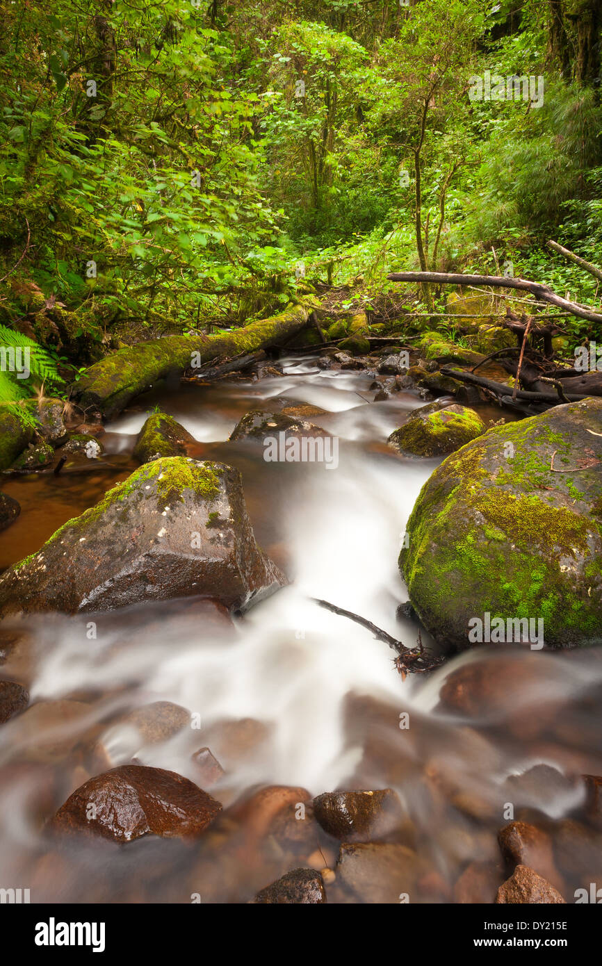 River stream in La Amistad national park, Chiriqui province, Republic ...