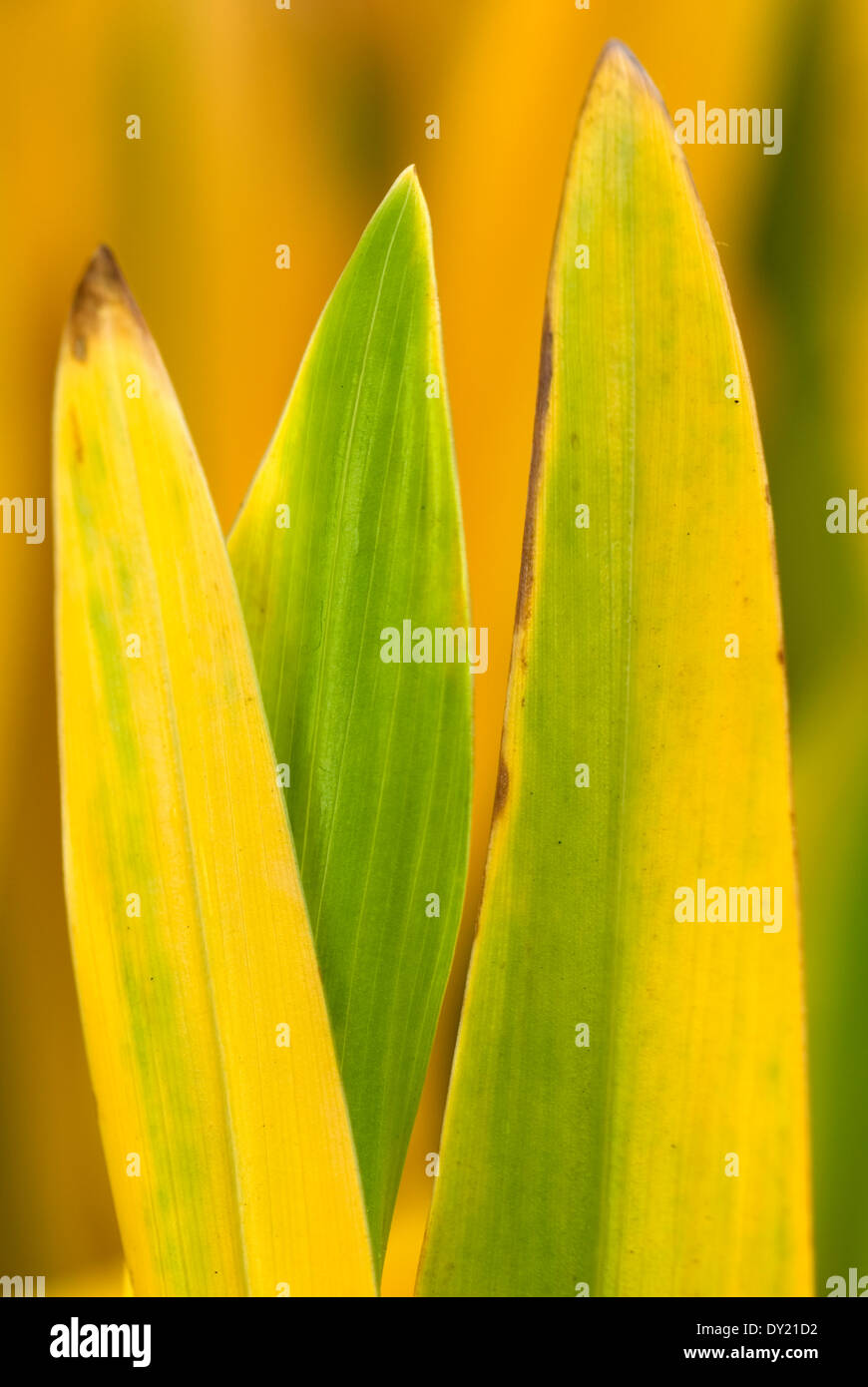 Roscoea humeana, Perennial, November. Green and yellow foliage. Stock Photo