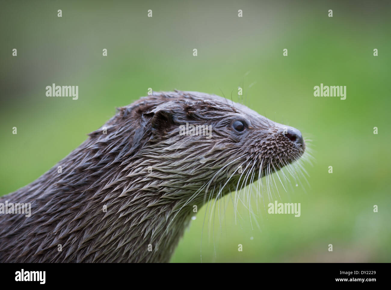 European otter (Lutra lutra) Stock Photo