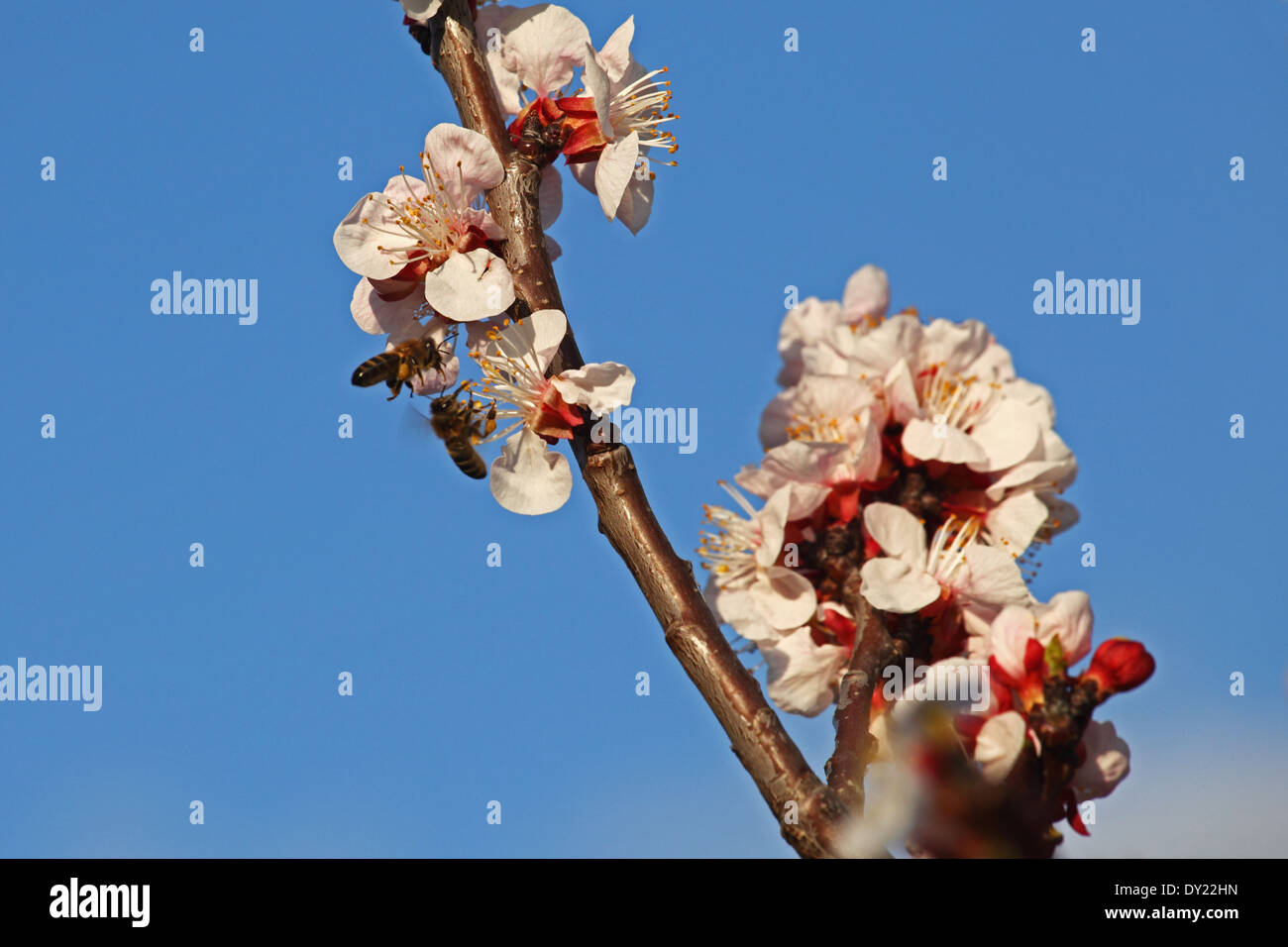 European honey bee (Apis mellifera) collecting nectar on Apricot flowers (Prunus armeniaca), variety Bhart. Stock Photo