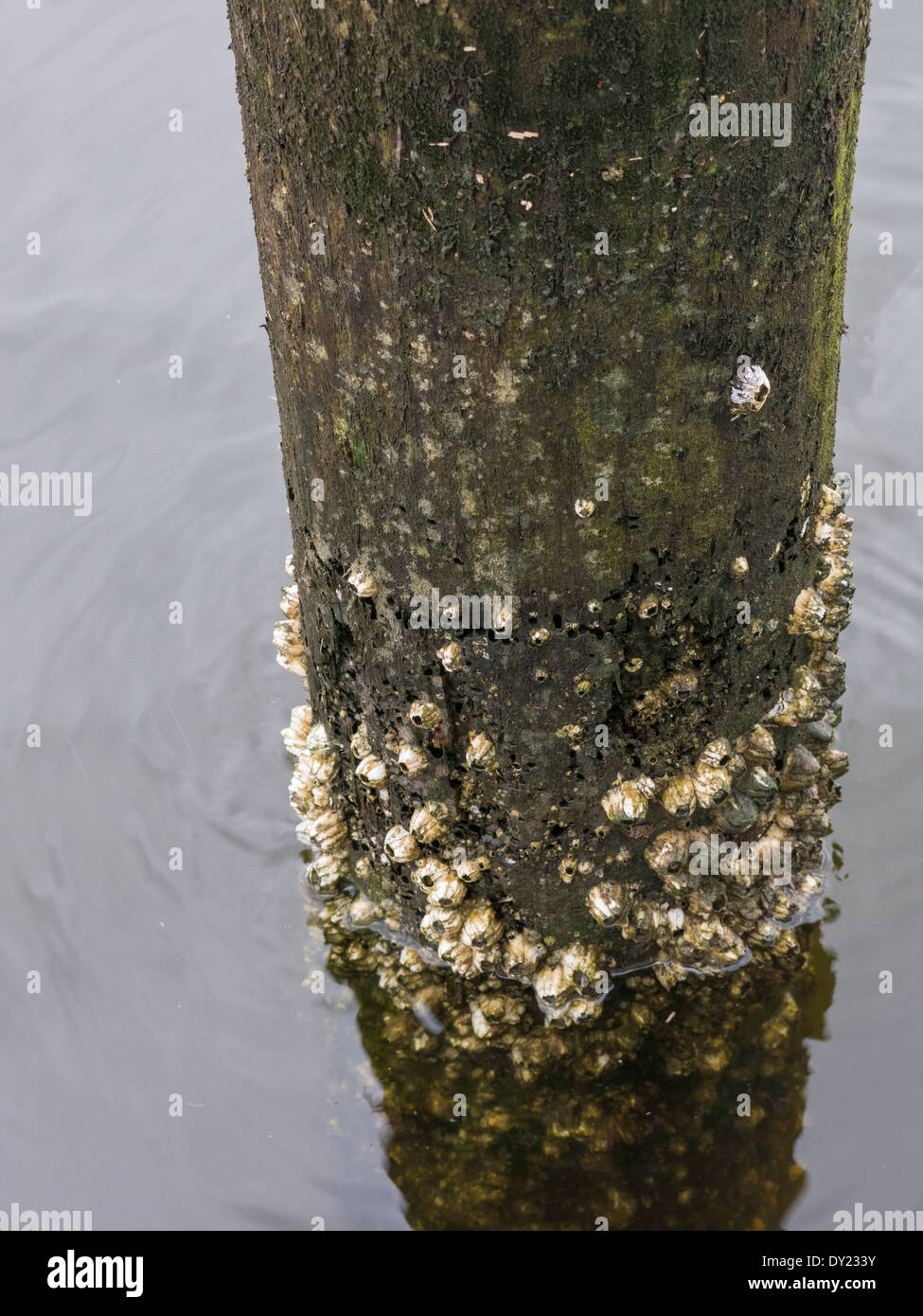 Barnacles at Waterline, Florida, USA Stock Photo