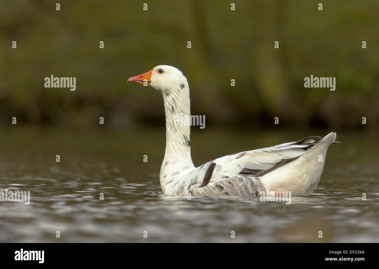 A domestic goose floating in the water during spring season. Note his beautiful blue eyes. Stock Photo