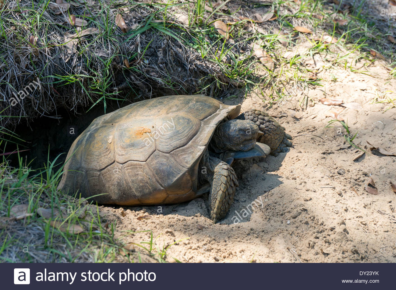 Tortoise Burrow High Resolution Stock Photography and Images Alamy