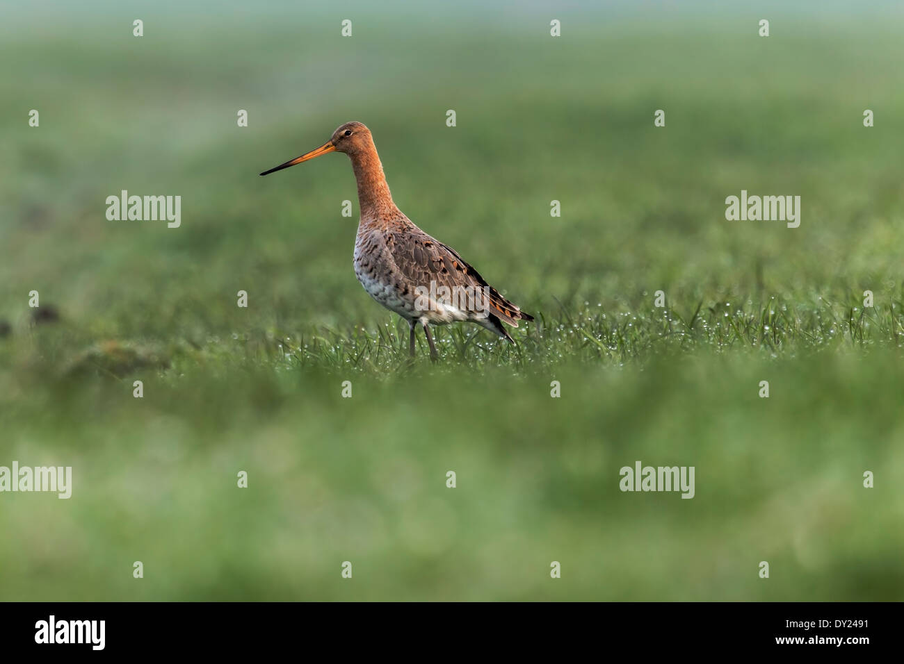 Black-tailed godwit foraging on a field near a dutch farm. A low point of view at eye level. Stock Photo