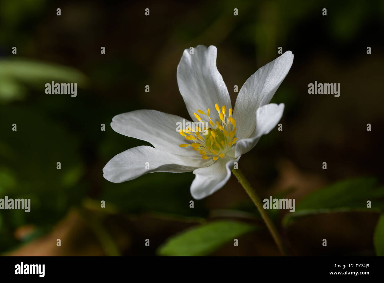 Closeup macro of beautiful european thimbleweed wild forest flower on blurred greenish background Stock Photo