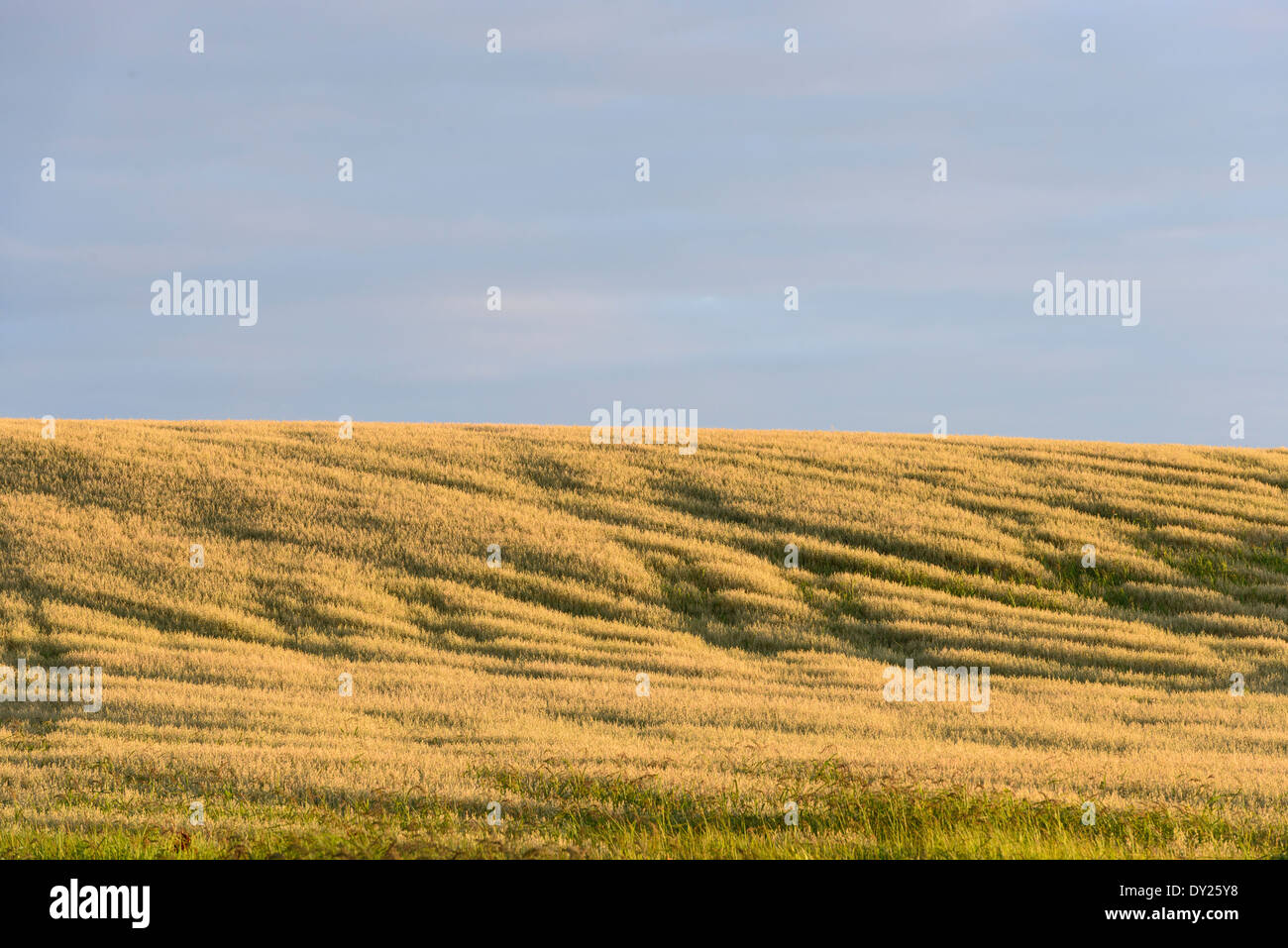 Field at sunset. Stock Photo