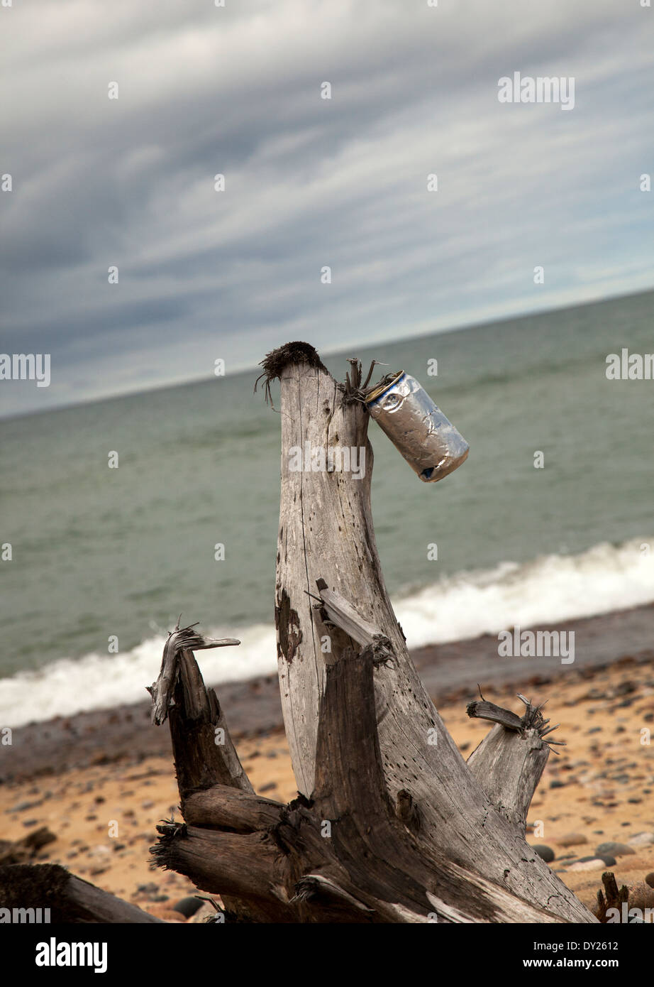Driftwood with tin can attached, on beach with interesting sky Stock