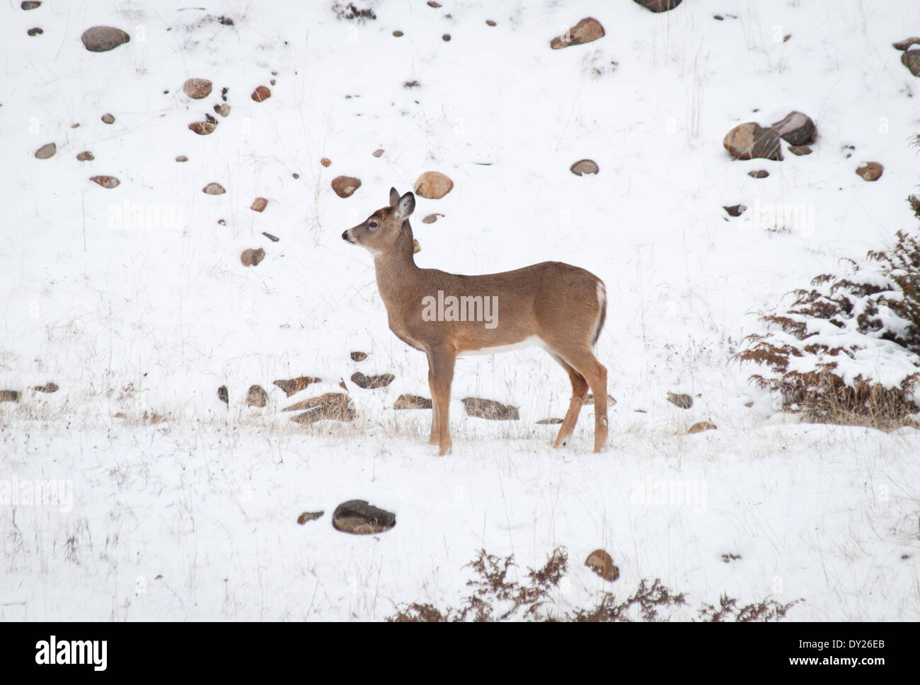 A female Mule deer (Odocoileus hemionus) in winter in Jasper National Park, Alberta, Canada. Stock Photo