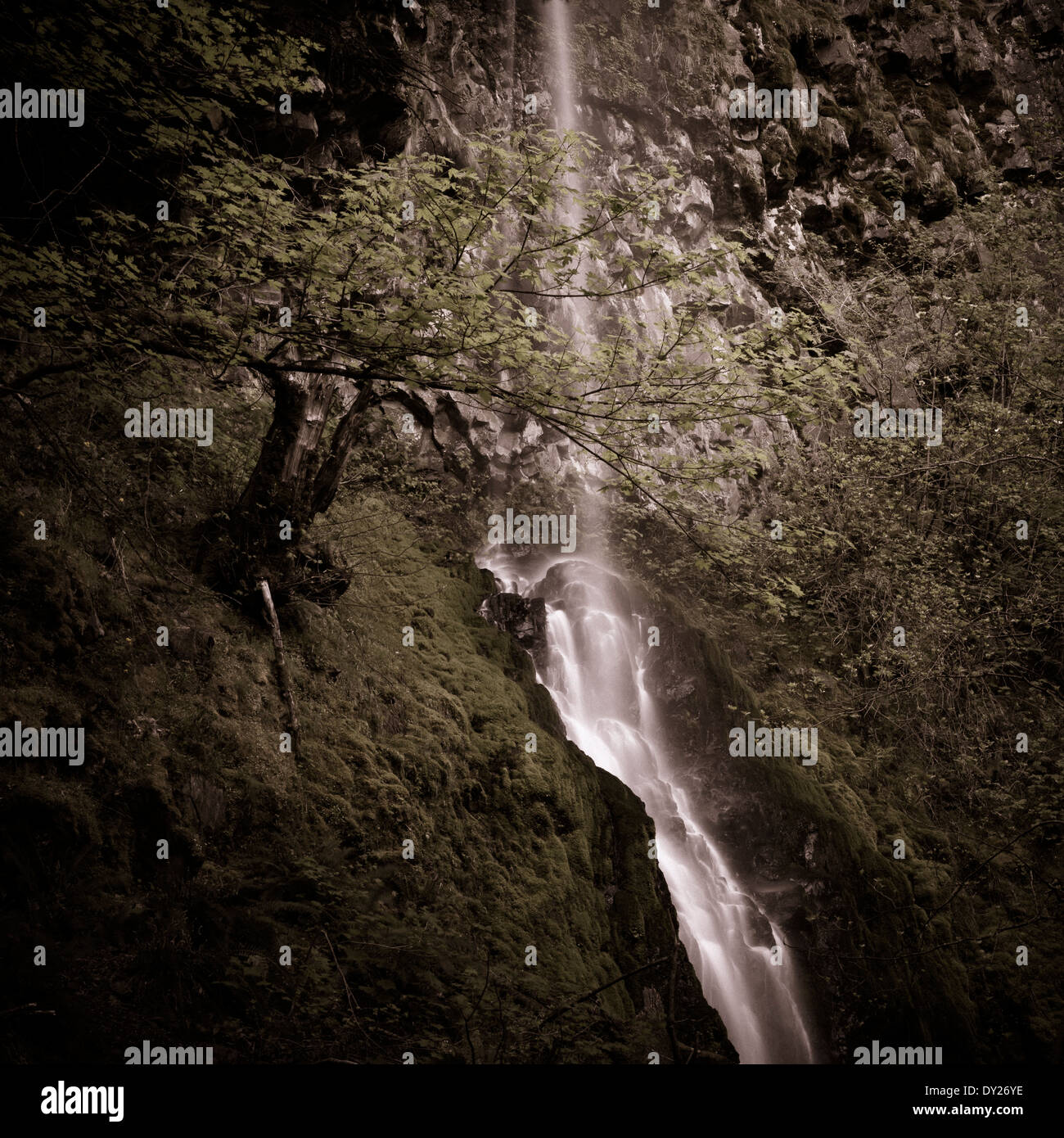 Cabin Creek Falls Along The Columbia River Gorge Stock Photo