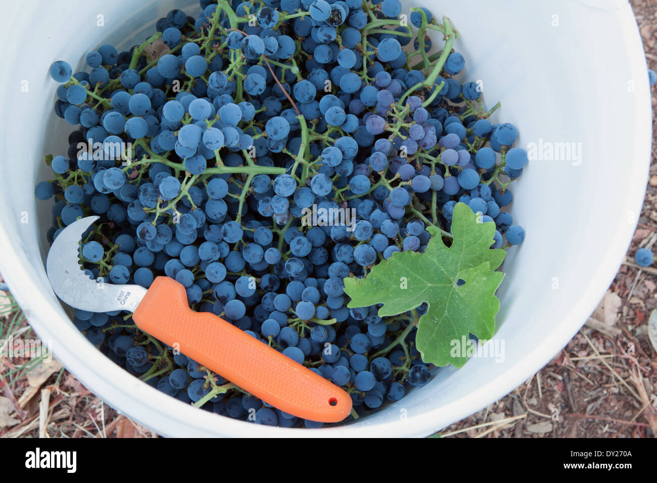 Bucket of freshly harvested Pinot Noir grapes Stock Photo