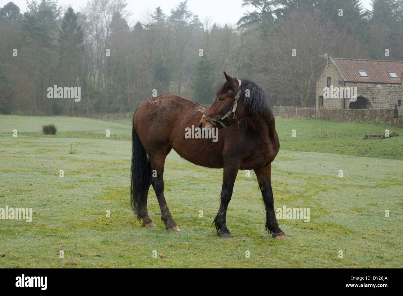 Brown horse in a field attentive looking over shoulder Stock Photo