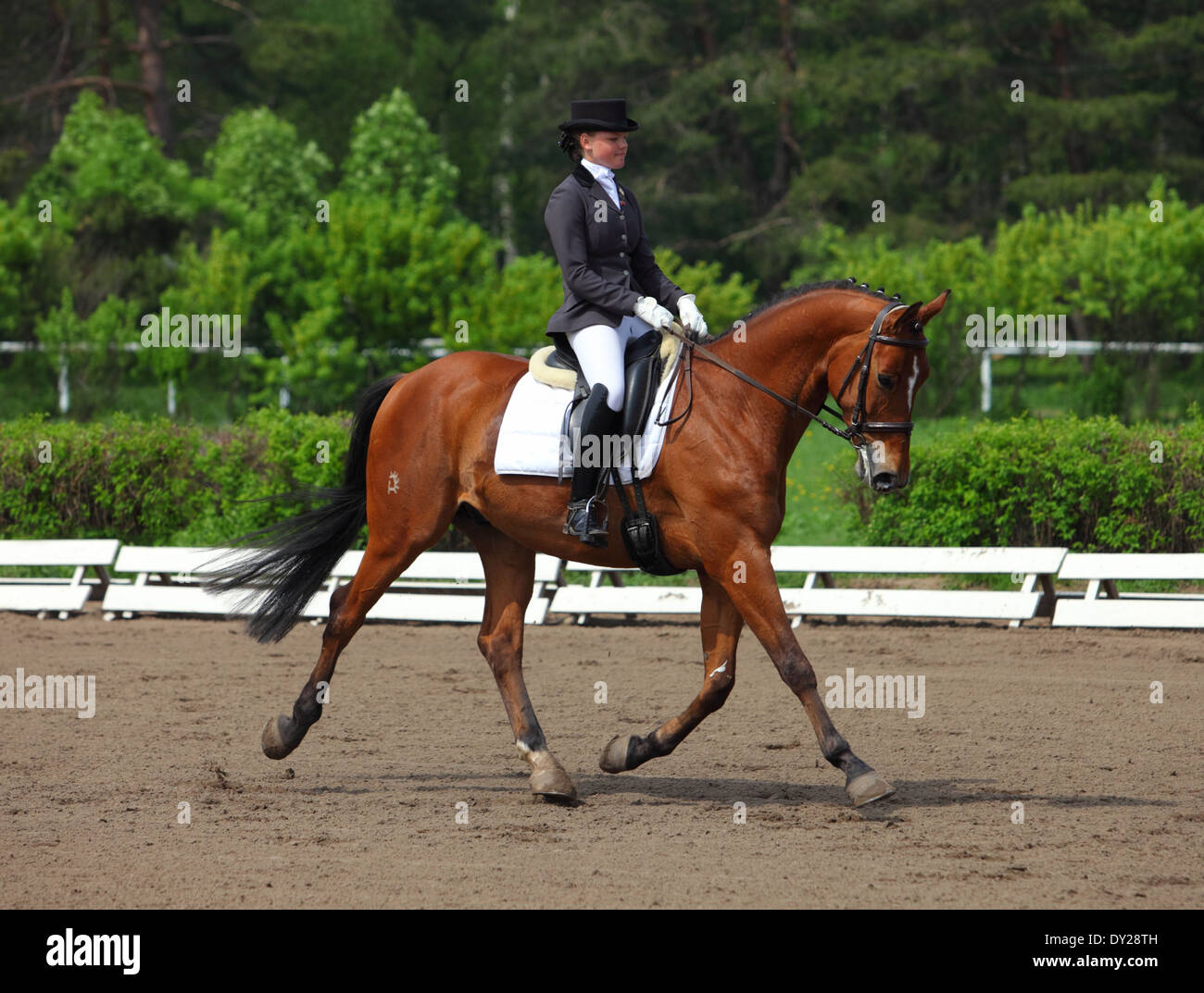 Equestrian sport dressage Stock Photo Alamy
