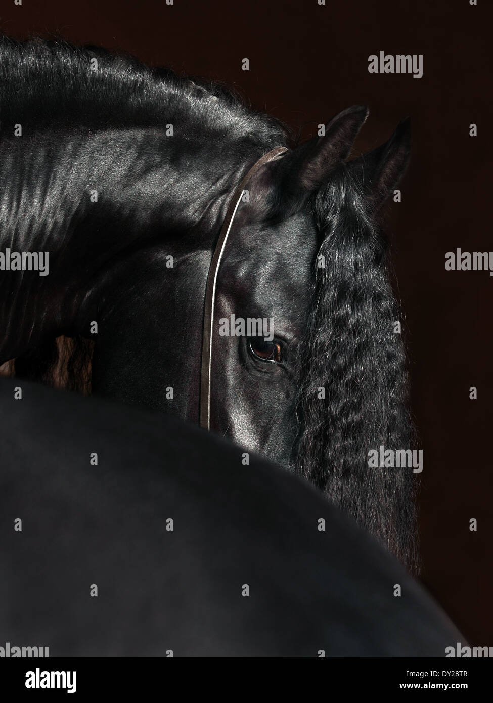 Gorgeous friesian black stallion low key studio portrait Stock Photo
