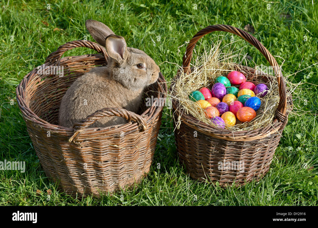 ILLUSTRATION - the illustrated picture shows a rabbit and a basket full ...