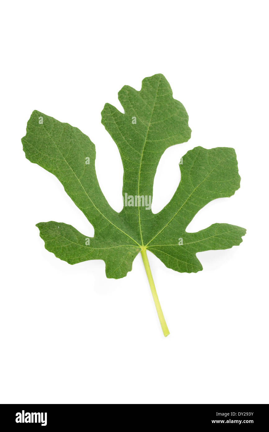 Natural leaf of fig tree isolated on white background Stock Photo