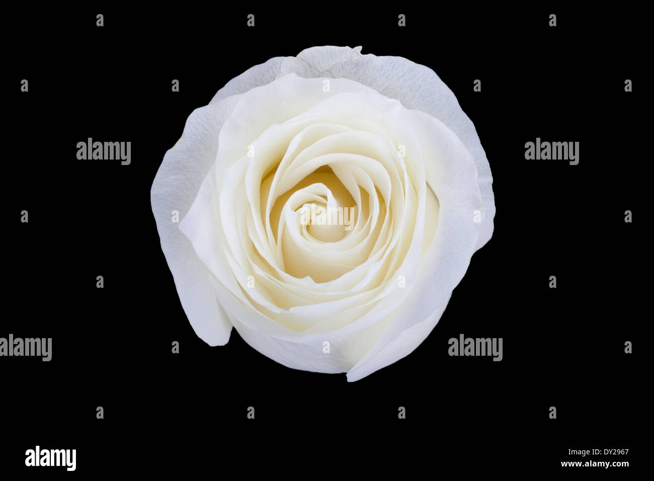 White rose isolated on black background Stock Photo