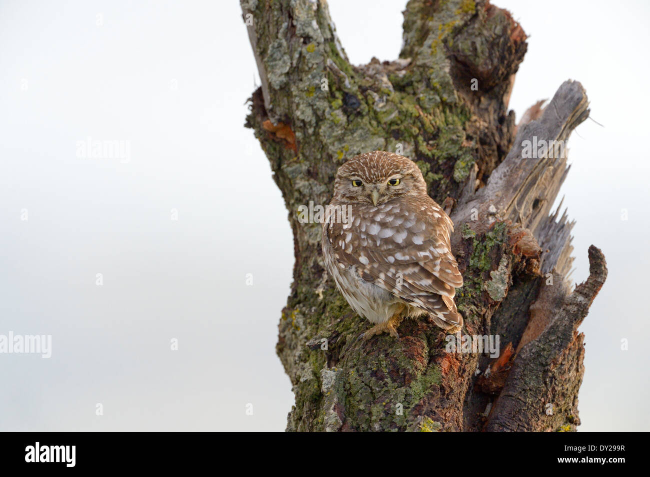 Little owl on a old tree. Stock Photo