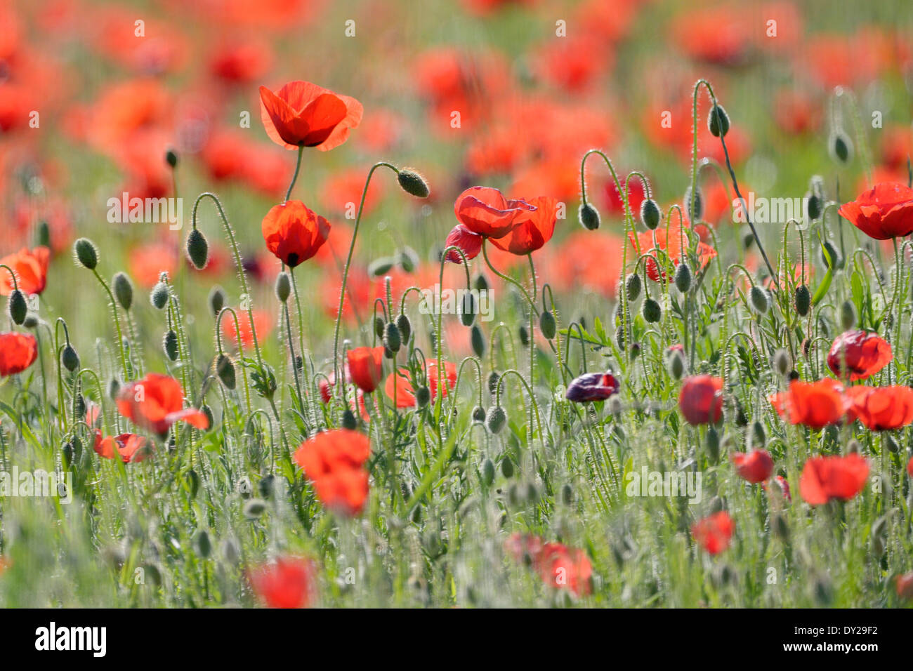 Poppy field low angle hi-res stock photography and images - Alamy