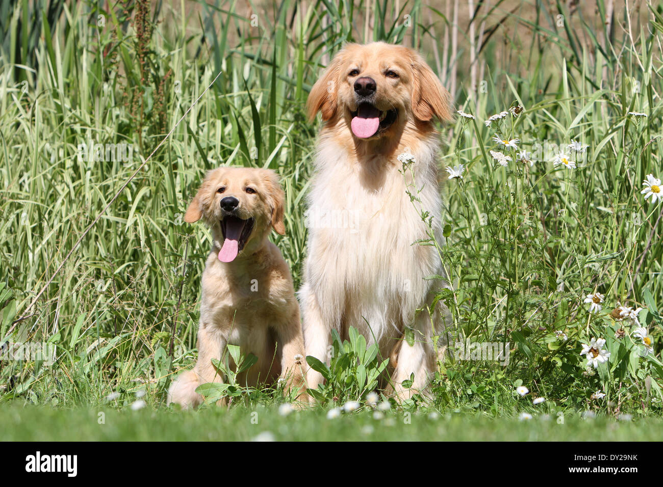 Hovawart dog adult and puppy blond blonde siting and seated careful Stock Photo