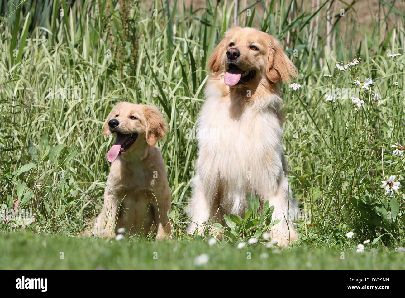 Hovawart dog adult and puppy blond blonde siting and seated careful Stock Photo