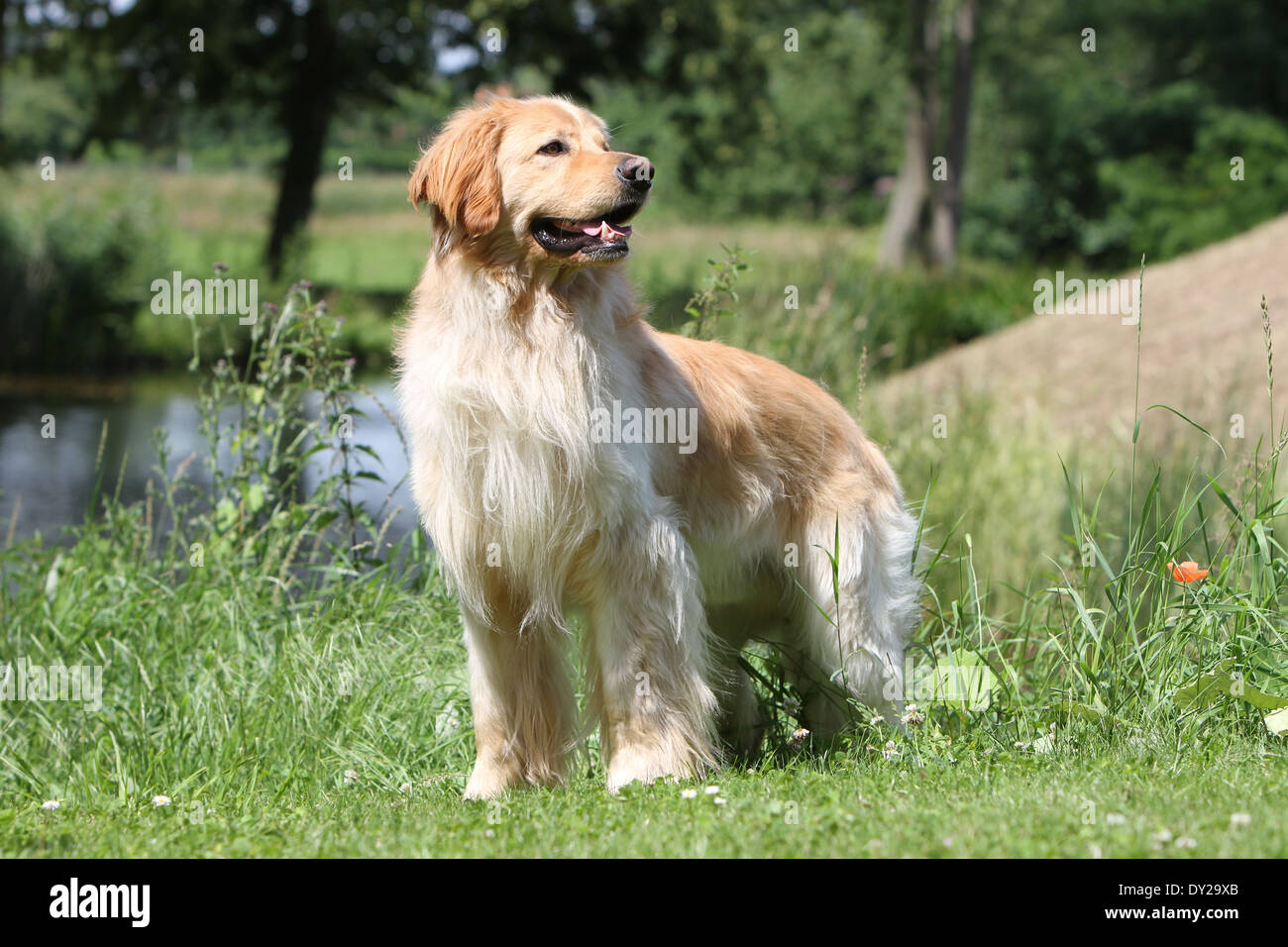 Dog hovawart blond adult standing Stock Photo