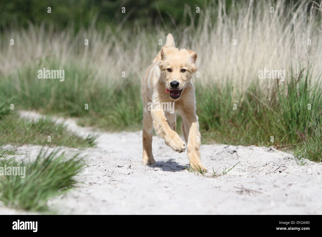 Dog hovawart blond blonde run jump profile running run to in move moving face Stock Photo