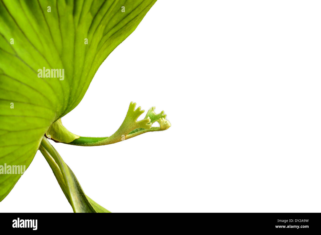 Staghorn fern ferns hi-res stock photography and images - Alamy