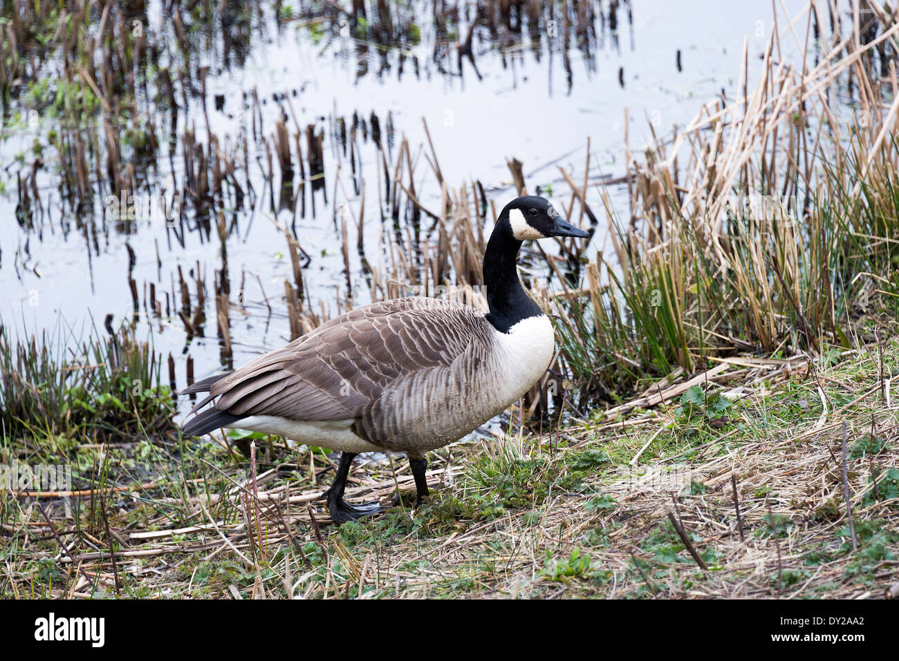 Handsome large goose hi-res stock photography and images - Alamy