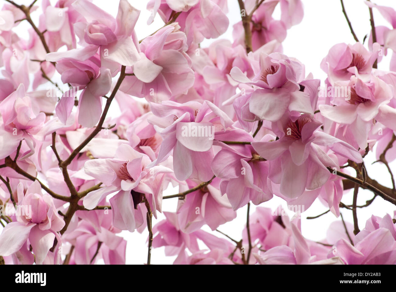 Magnolia campbellii (Raffillii Group) Charles Raffill), Magnolia. Tree, April. Pink flowers. Stock Photo