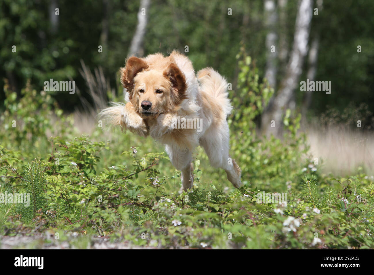 Dog hovawart blond blonde run jump profile running run to in move moving face Stock Photo