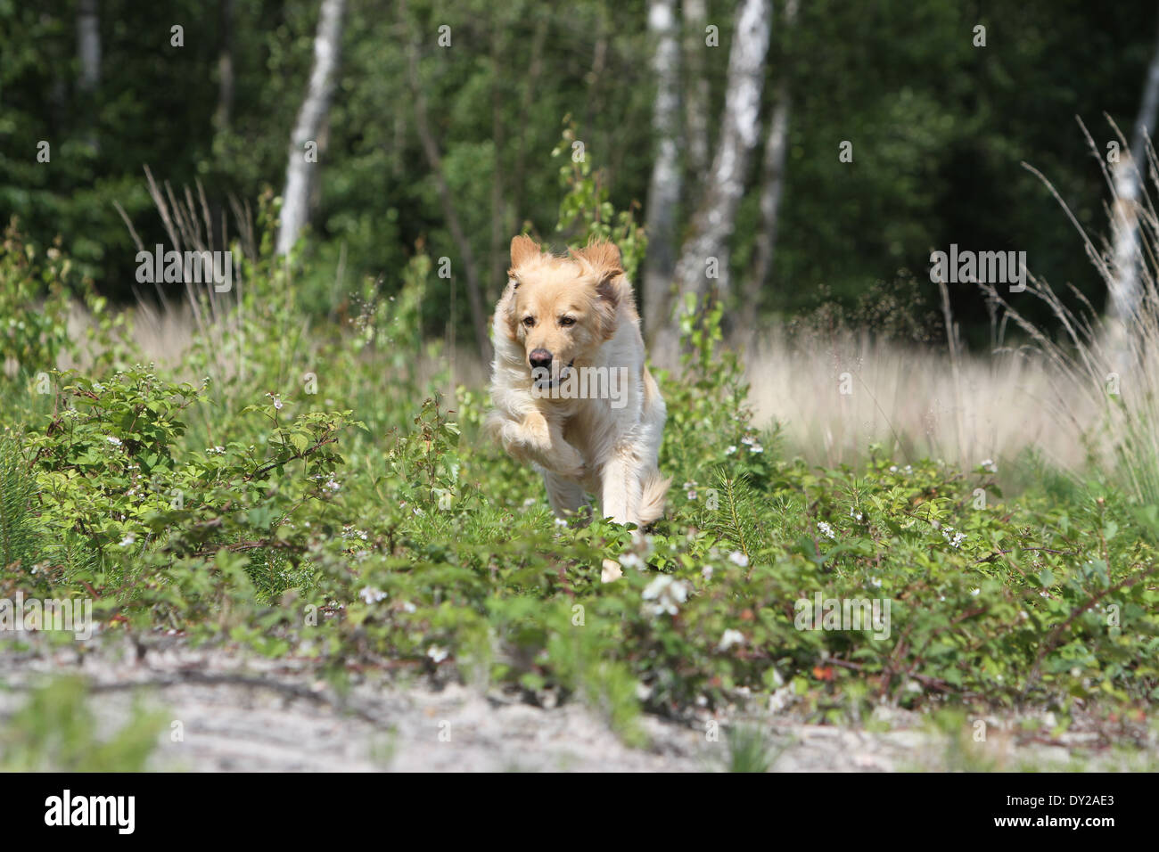 Dog hovawart blond blonde run jump profile running run to in move moving face Stock Photo