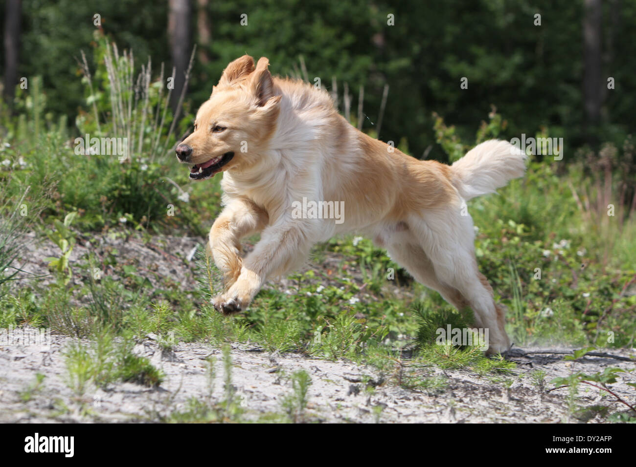 Dog hovawart blond blonde run jump profile running run to in move moving face Stock Photo