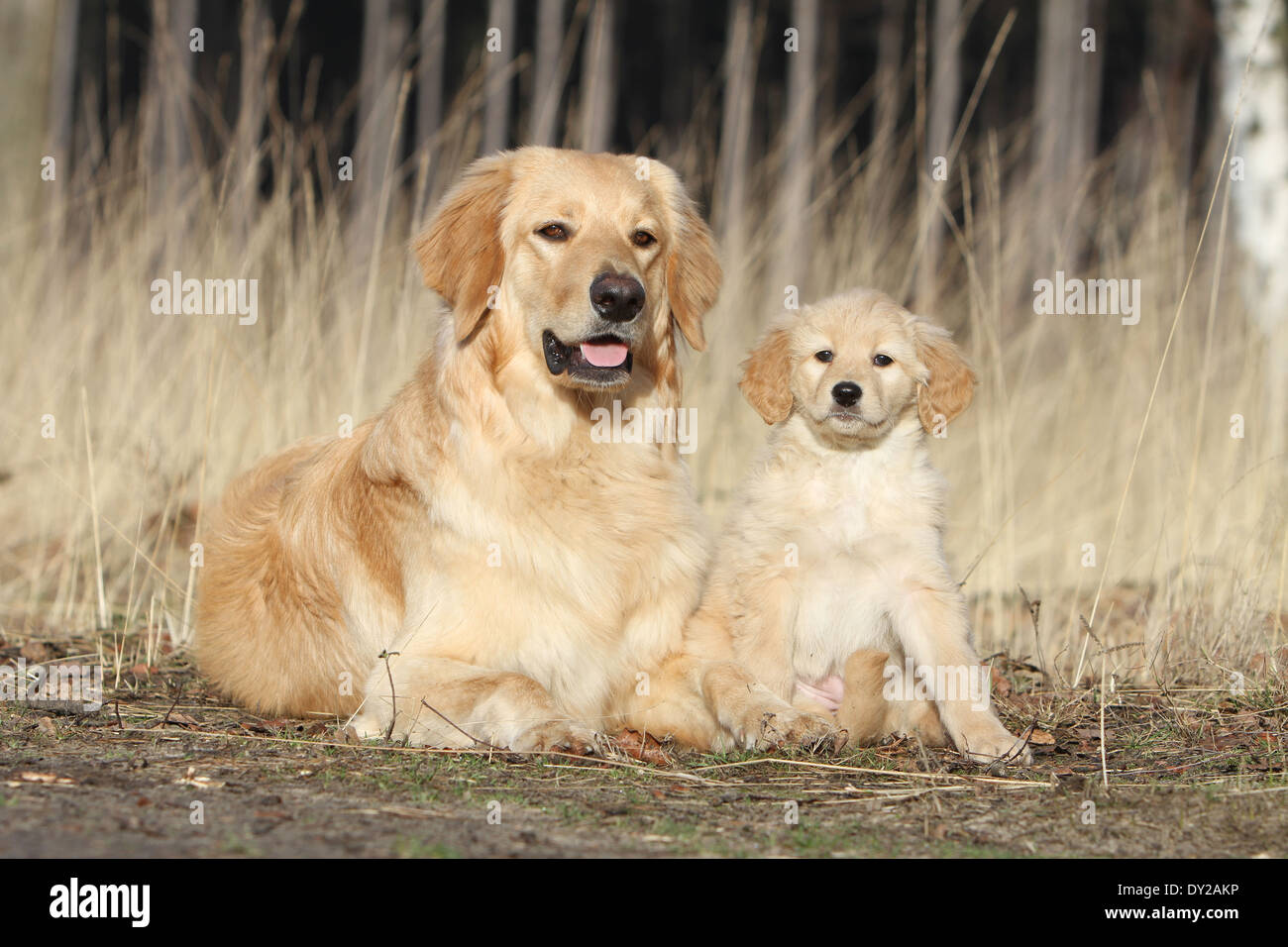 Hovawart dog adult and puppy blond blonde lying and seated careful Stock Photo