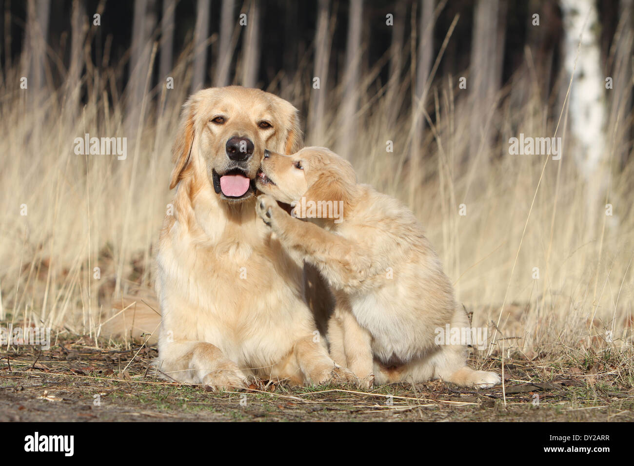 Hovawart dog adult and puppy blond blonde lying and seated careful Stock Photo