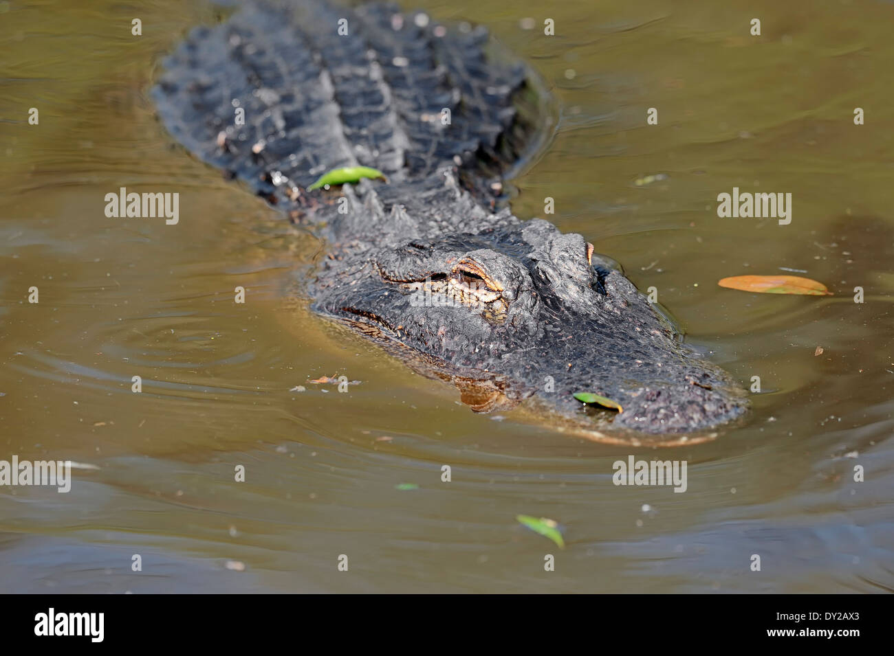 American Alligator, Gator or Common Alligator (Alligator mississippiensis), Everglades national park, Florida, USA Stock Photo