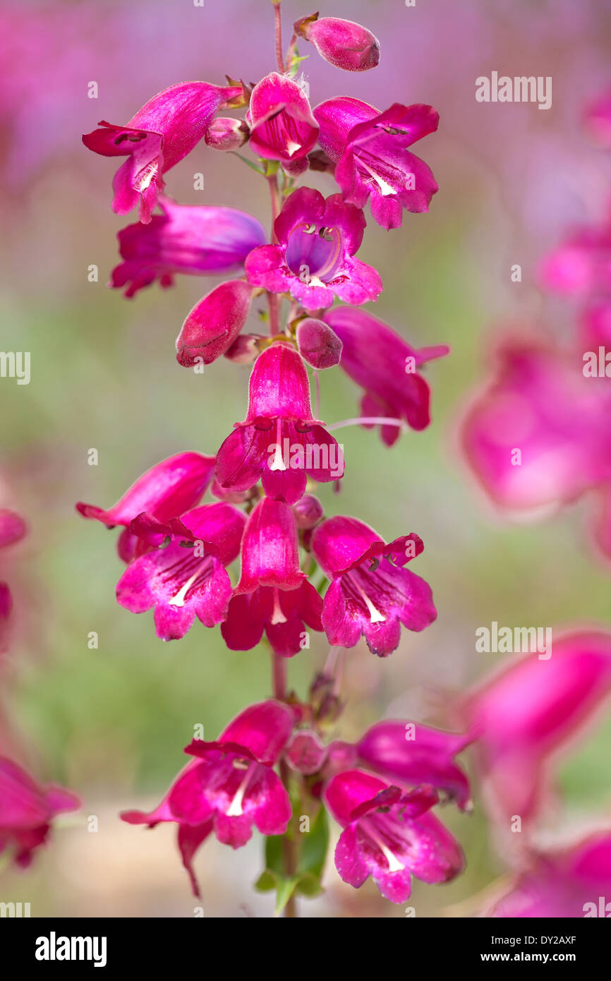 Penstemon Burgundy syn. Penstemon Burford Purple, Beard Tongue. Perennial, July. Pink/red flowers. Stock Photo