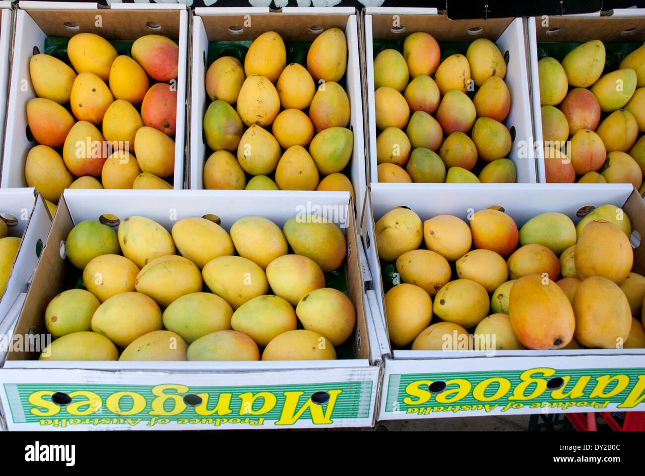 A display of ripe mangoes for sale in boxes, Sydney, Australia Stock Photo Alamy
