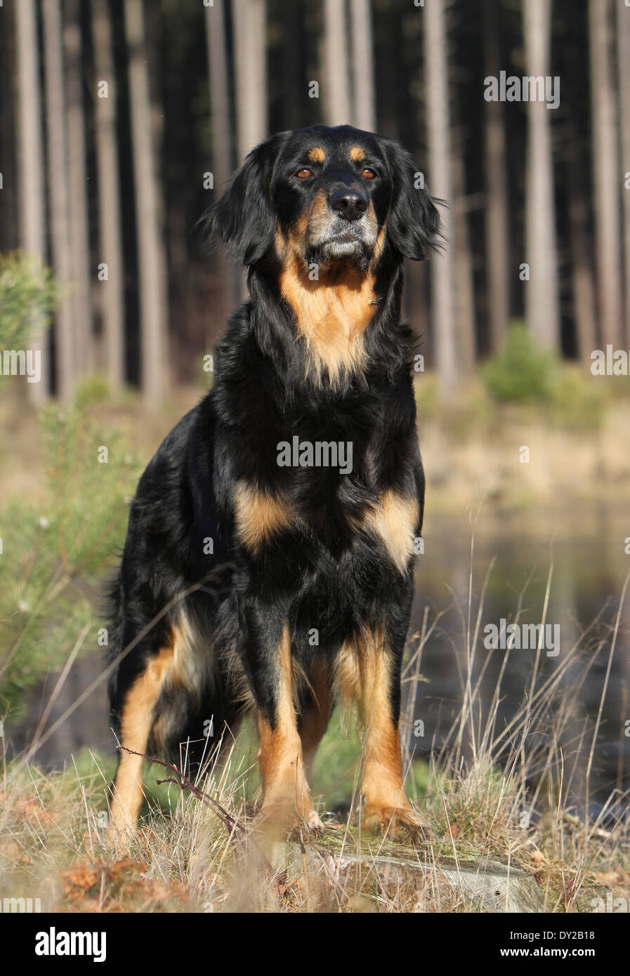 dog-hovawart-adult-natural-black-and-blond-stock-photo-alamy