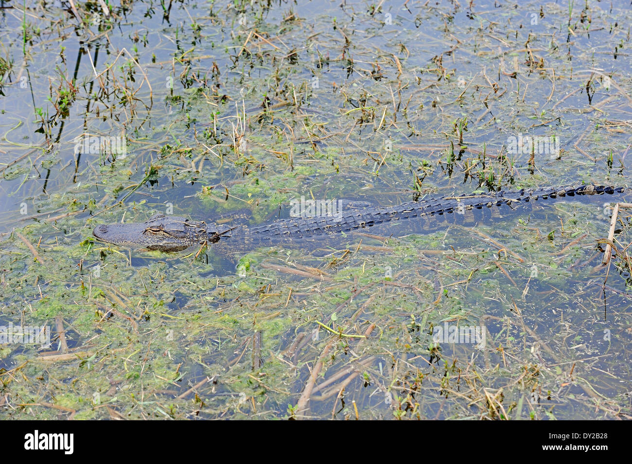 American Alligator, Gator or Common Alligator (Alligator mississippiensis), juvenile, Florida, USA Stock Photo