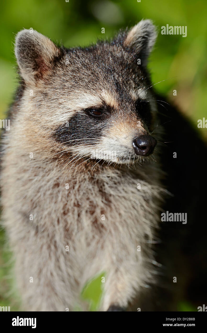 North American Raccoon or Northern Raccoon (Procyon lotor), Sanibel Island, Florida, USA Stock Photo