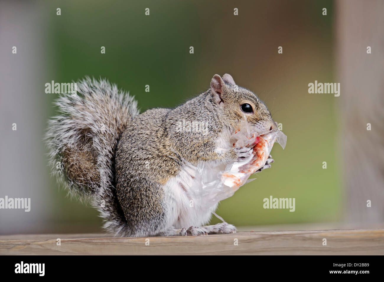 Eastern Gray Squirrel or Eastern Grey Squirrel (Sciurus carolinensis) lick at ice packing, Florida, USA Stock Photo