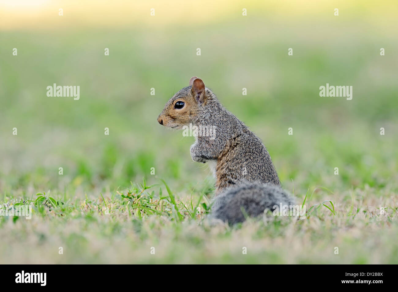 Eastern Gray Squirrel or Eastern Grey Squirrel (Sciurus carolinensis), Florida, USA Stock Photo