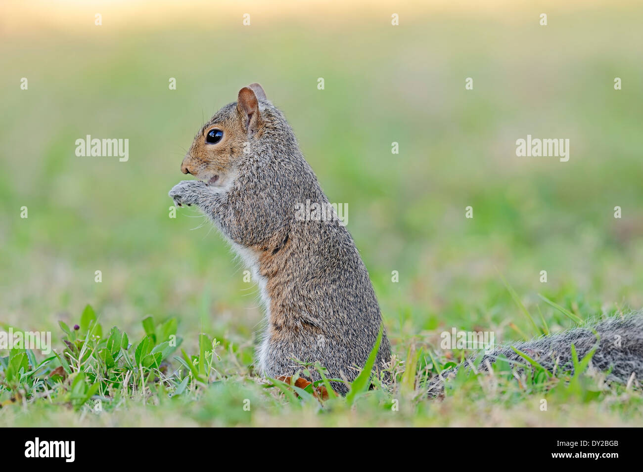 Eastern Gray Squirrel or Eastern Grey Squirrel (Sciurus carolinensis), Florida, USA Stock Photo
