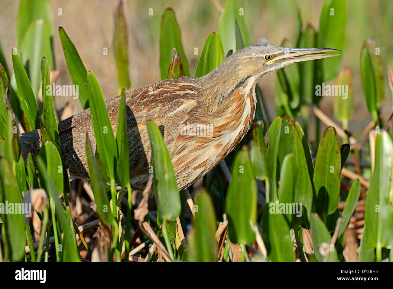 American Bittern (Botaurus lentiginosus), Florida, USA Stock Photo - Alamy