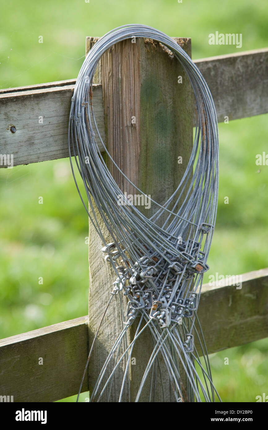 Wire snares hanging on a wooden fence post. Snares are used by Gamekeepers to control pests such as foxes. Stock Photo