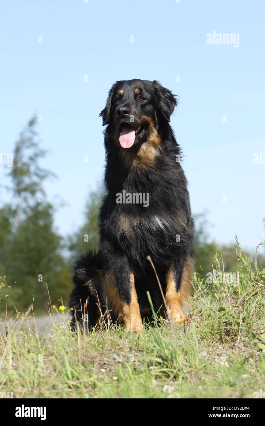 hovawart-hovawarts-dog-dogs-breed-hound-pet-animal-germany-sit-hi-res