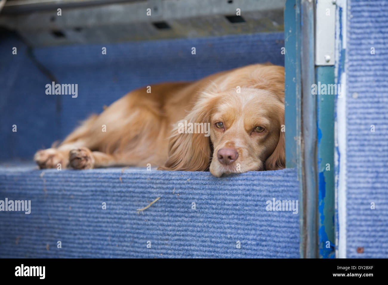 A golden cocker spaniel working dog laying down in the back of an old Land Rover vehicle Stock Photo