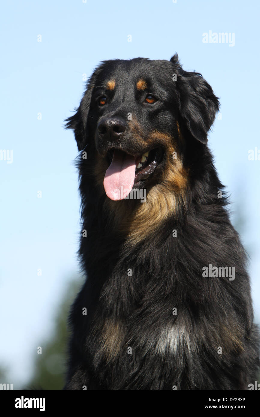 hovawart-hovawarts-dog-dogs-breed-hound-pet-animal-germany-sit-hi-res