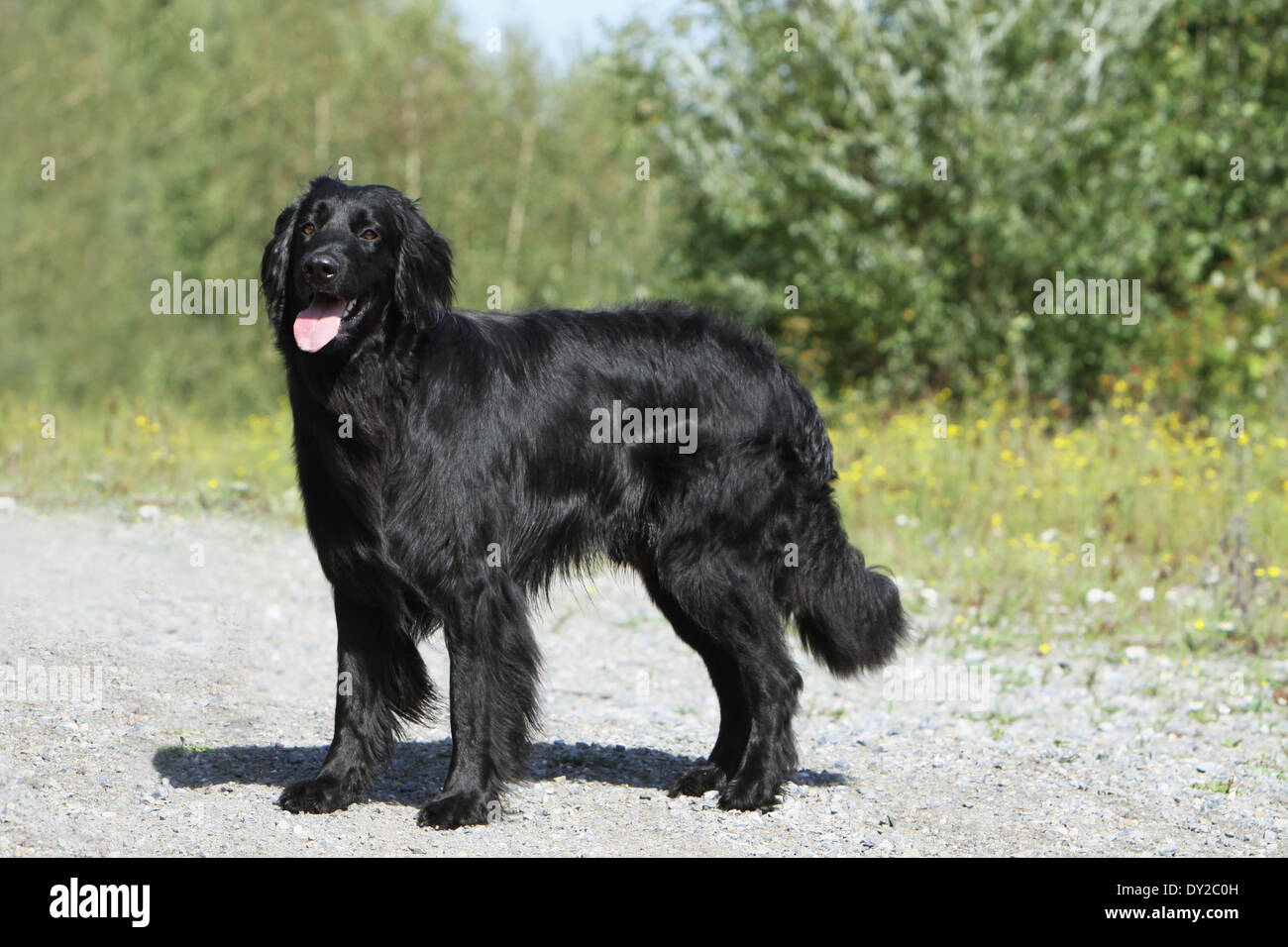 Dog hovawart black adult standing Stock Photo - Alamy