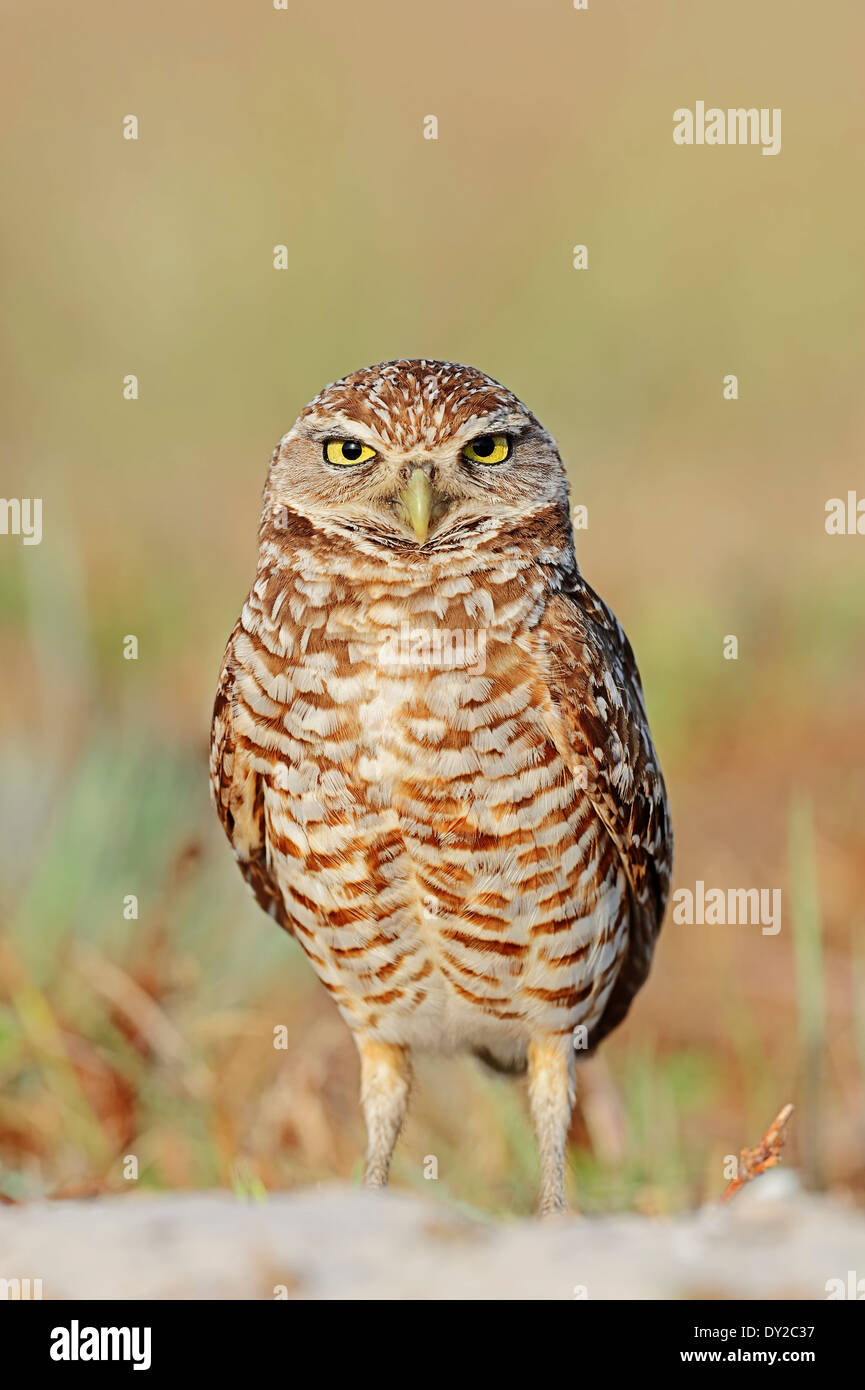 Burrowing Owl (Speotyto cunicularia, Athene cunicularia), Florida, USA Stock Photo